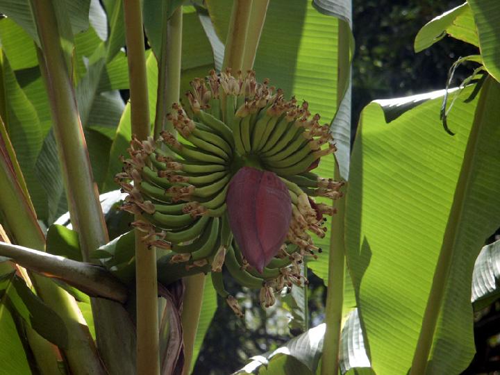 2003-04 martinique 060.jpg - DCF 1.0